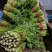 《推荐》优质大棚西芹65cm以上山东芹菜一手货源一条龙