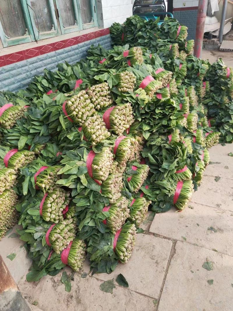 【推荐商家】精品大叶菠菜，山东大叶菠菜产地大量上市中