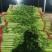 《实力商家》优质大棚西芹65cm起山东芹菜一手货源