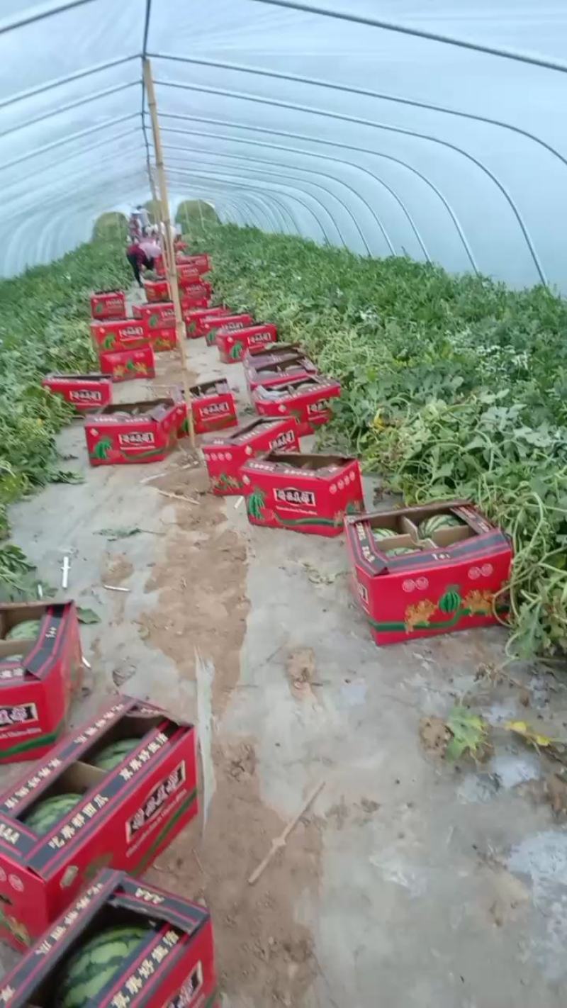 山西忻州忻府区大棚美都，大吨供应糖度13+