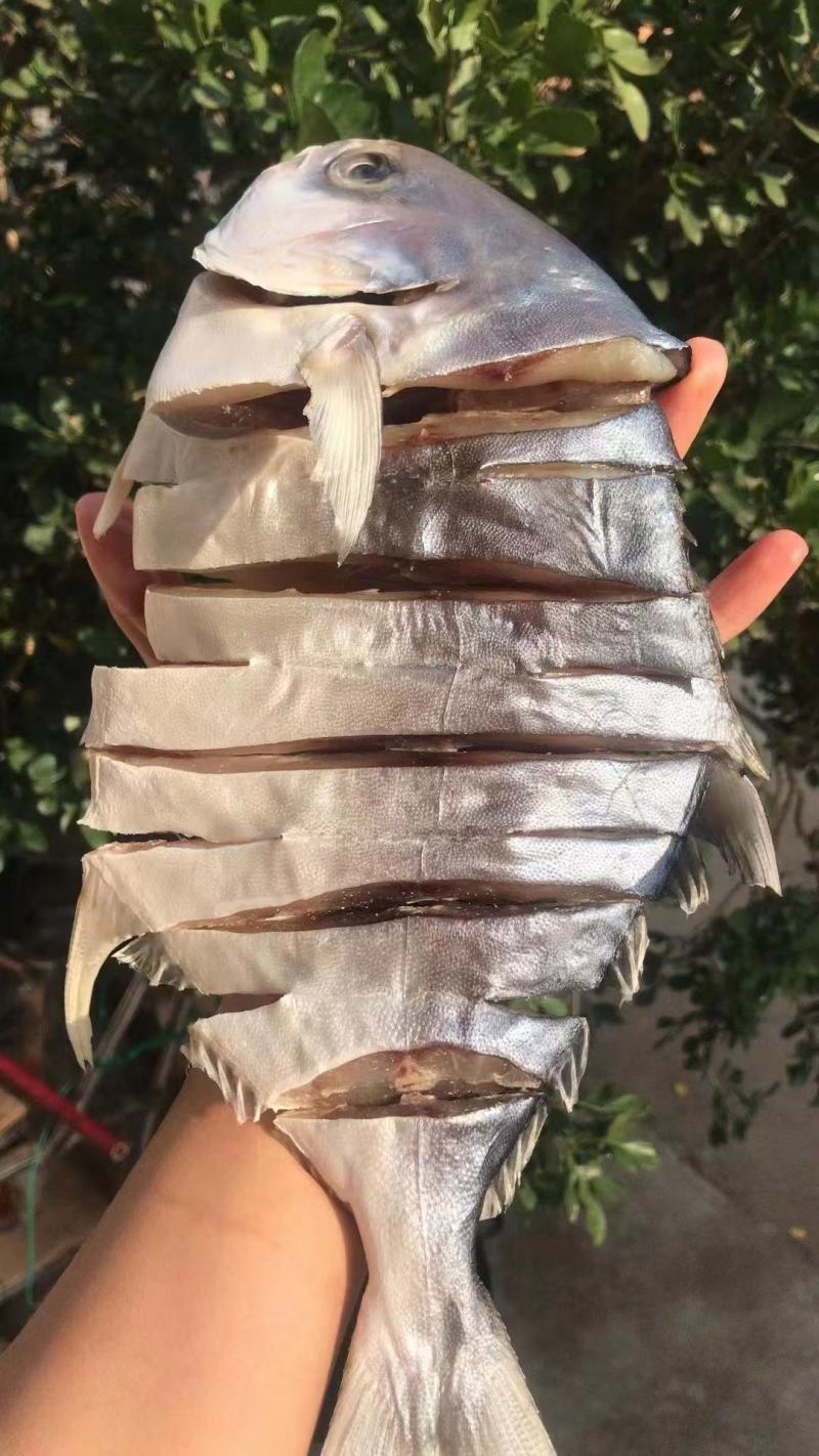 【推荐】广西北部湾天然鲜晒金昌鱼干，品质保证，诚信经营