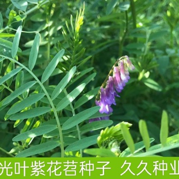 光叶紫花苕果园绿肥种子毛苕子长柔毛野豌豆养蜂蜜源植物牧草