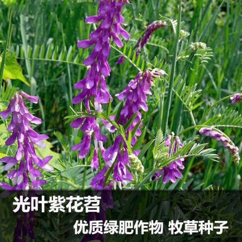 光叶紫花苕果园绿肥种子毛苕子长柔毛野豌豆养蜂蜜源植物牧草