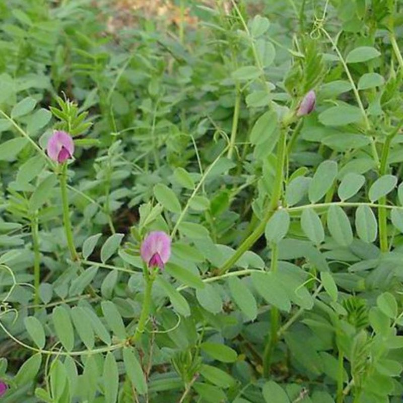 光叶紫花苕果园绿肥种子毛苕子长柔毛野豌豆养蜂蜜源植物牧草