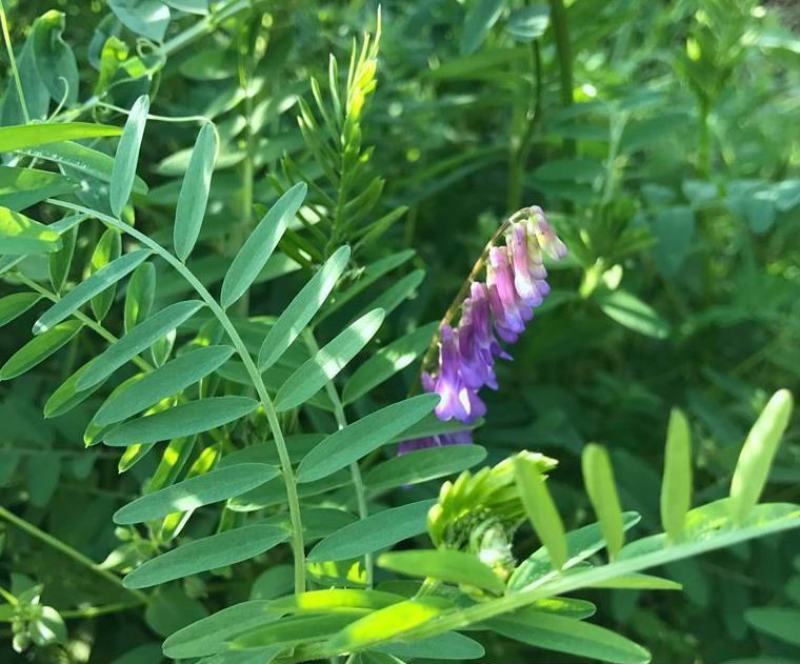 光叶紫花苕果园绿肥种子毛苕子长柔毛野豌豆养蜂蜜源植物牧草