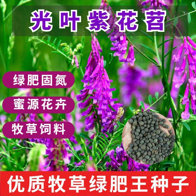 光叶紫花苕果园绿肥种子毛苕子长柔毛野豌豆养蜂蜜源植物牧草