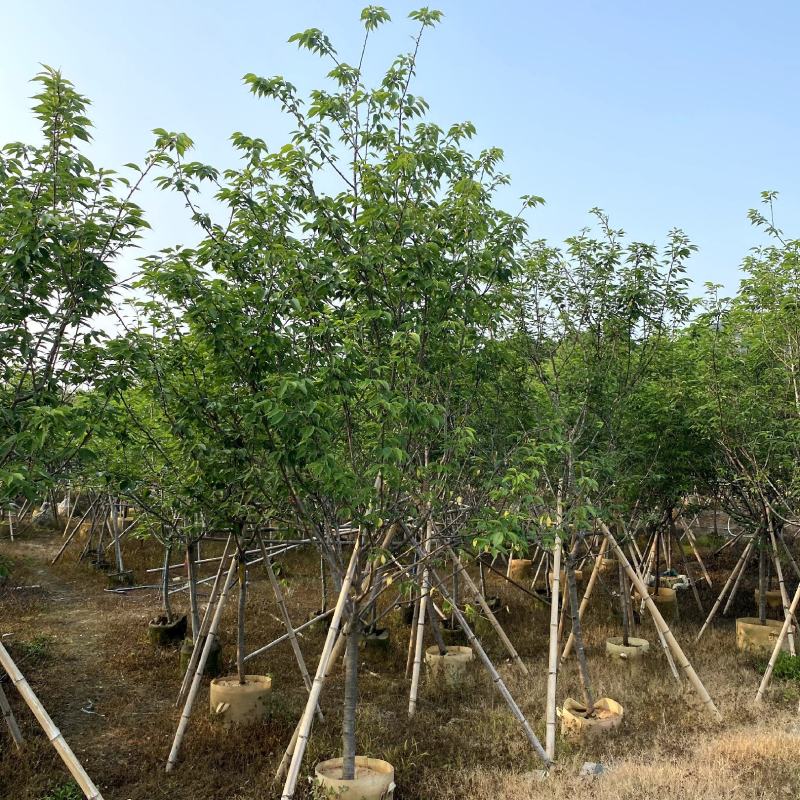 【福建山樱花福岛樱青肤樱】各种规格欢迎合作详谈