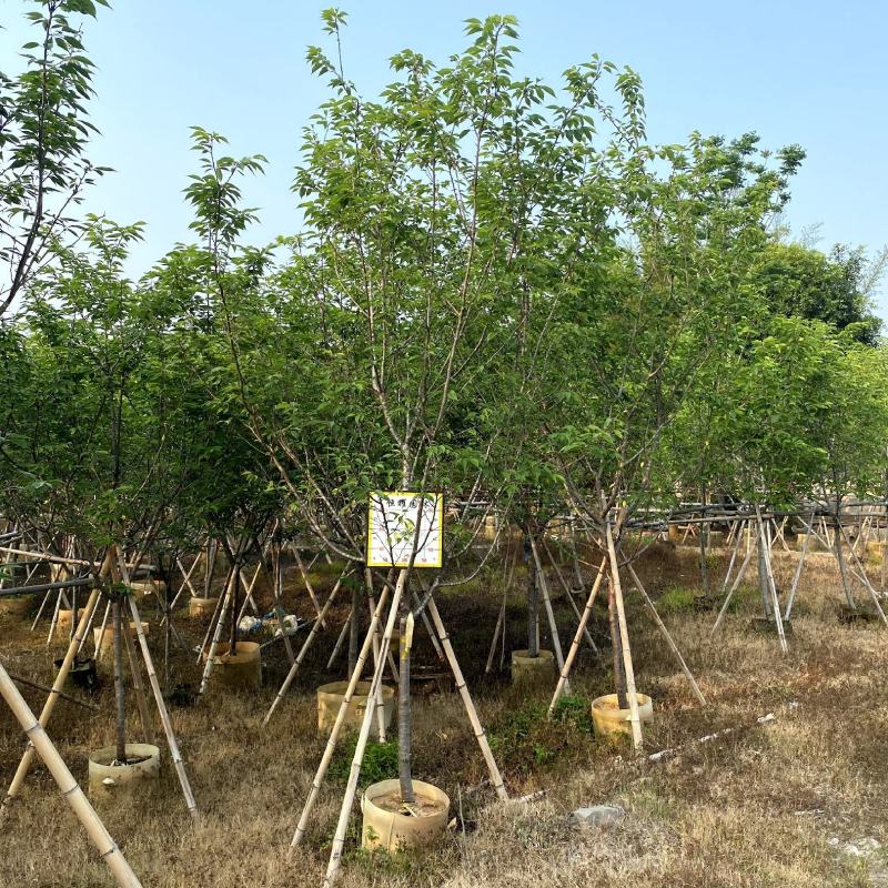 【福建山樱花福岛樱青肤樱】各种规格欢迎合作详谈