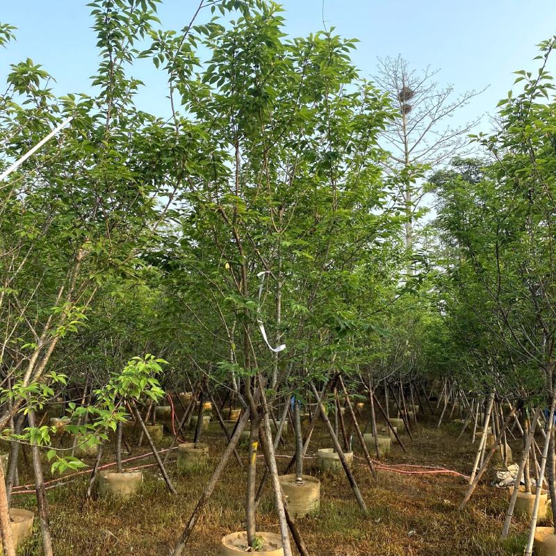 【福建山樱花福岛樱青肤樱】各种规格欢迎合作详谈