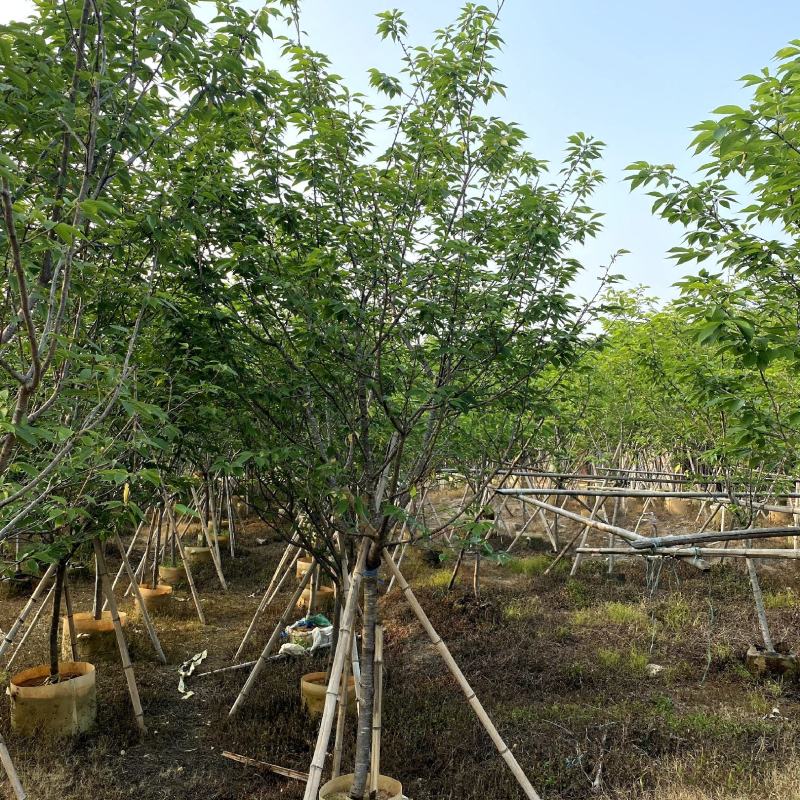 【福建山樱花福岛樱青肤樱】各种规格欢迎合作详谈