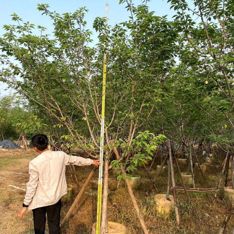 【福建山樱花福岛樱青肤樱】各种规格欢迎合作详谈