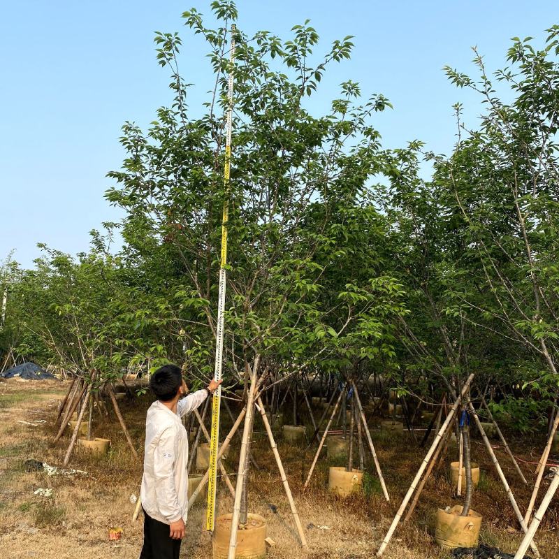【福建山樱花福岛樱青肤樱】各种规格欢迎合作详谈