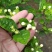 茉莉花盆栽重瓣开花浓香四季好养室内阳台庭院驱蚊防蚊观花卉
