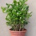 茉莉花盆栽重瓣开花浓香四季好养室内阳台庭院驱蚊防蚊观花卉