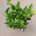 茉莉花盆栽重瓣开花浓香四季好养室内阳台庭院驱蚊防蚊观花卉