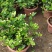 茉莉花盆栽重瓣开花浓香四季好养室内阳台庭院驱蚊防蚊观花卉
