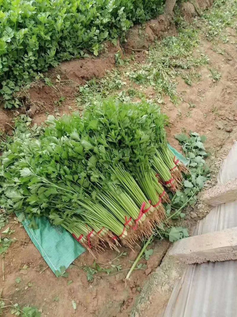 【精品去根芹菜】代发全国多规格可配