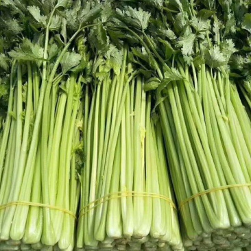 【精品去根芹菜】代发全国多规格可配