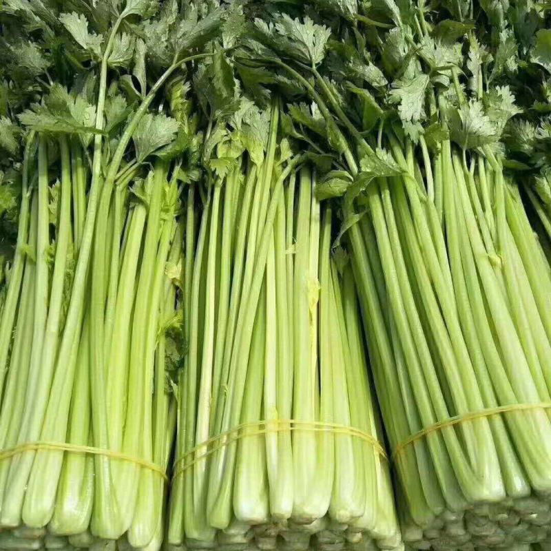 【精品去根芹菜】代发全国多规格可配