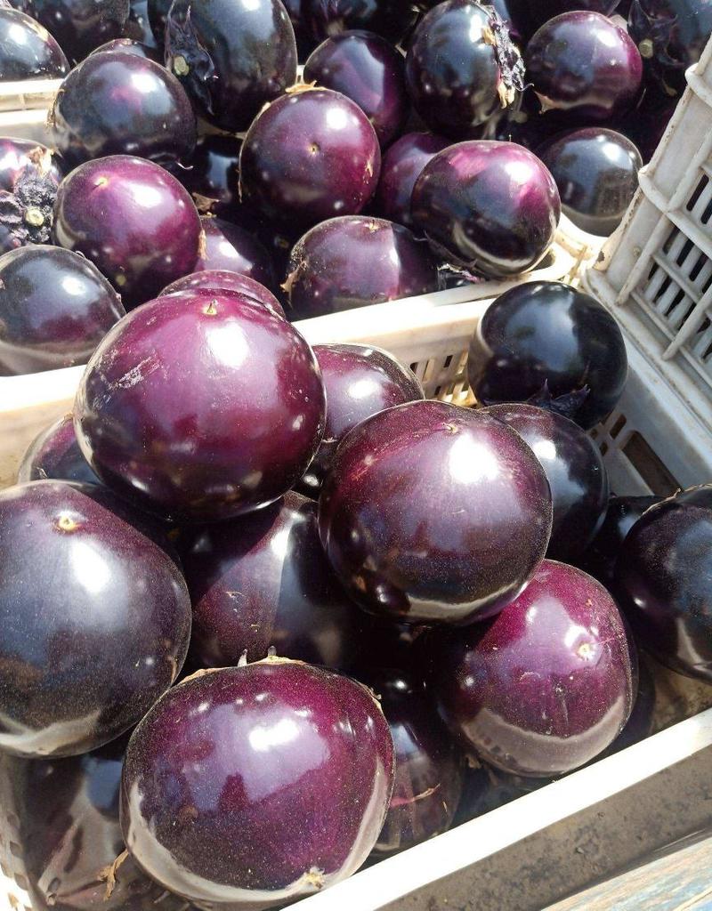 山东聊城优质紫光圆茄山东圆茄价格便宜大量上市供应