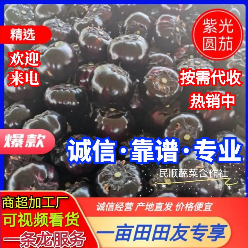 山东聊城优质紫光圆茄山东圆茄价格便宜大量上市供应