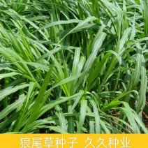 狼尾草种子多年生牧草耐旱耐湿营养丰富猪牛羊鸡鸭鹅鱼饲料草