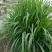 狼尾草种子多年生牧草耐旱耐湿营养丰富猪牛羊鸡鸭鹅鱼饲料草