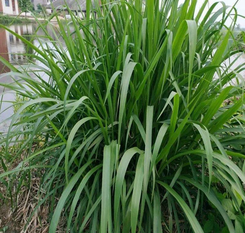 狼尾草种子多年生牧草耐旱耐湿营养丰富猪牛羊鸡鸭鹅鱼饲料草