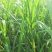 狼尾草种子多年生牧草耐旱耐湿营养丰富猪牛羊鸡鸭鹅鱼饲料草