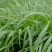 狼尾草种子多年生牧草耐旱耐湿营养丰富猪牛羊鸡鸭鹅鱼饲料草