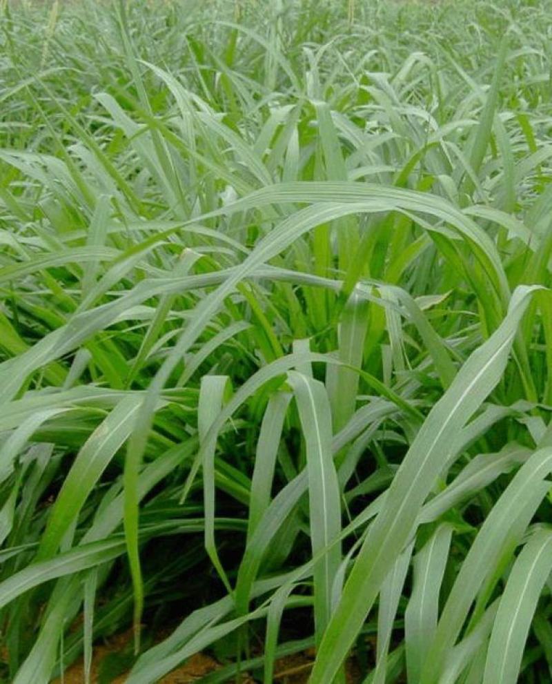狼尾草种子多年生牧草耐旱耐湿营养丰富猪牛羊鸡鸭鹅鱼饲料草
