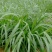 狼尾草种子多年生牧草耐旱耐湿营养丰富猪牛羊鸡鸭鹅鱼饲料草