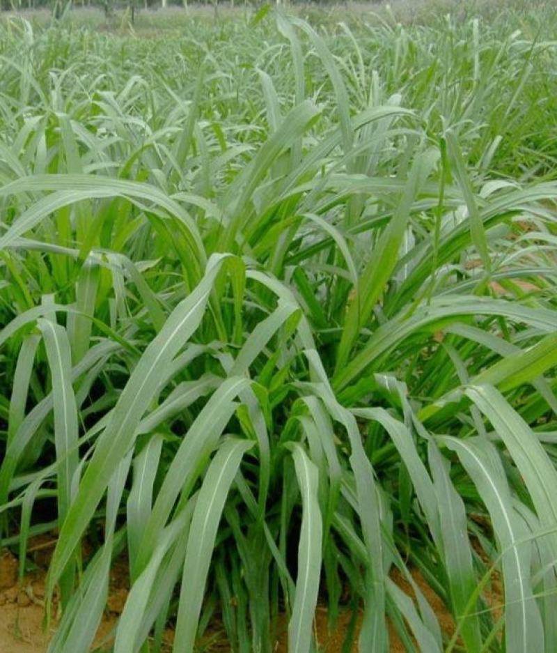 狼尾草种子多年生牧草耐旱耐湿营养丰富猪牛羊鸡鸭鹅鱼饲料草
