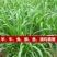 狼尾草种子多年生牧草耐旱耐湿营养丰富猪牛羊鸡鸭鹅鱼饲料草
