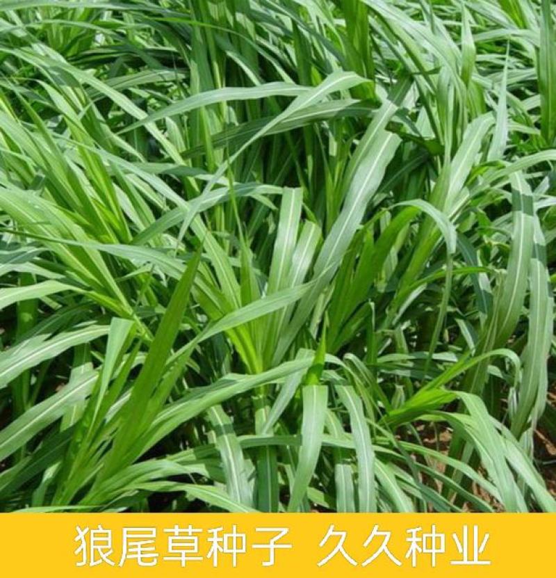 狼尾草种子多年生牧草耐旱耐湿营养丰富猪牛羊鸡鸭鹅鱼饲料草