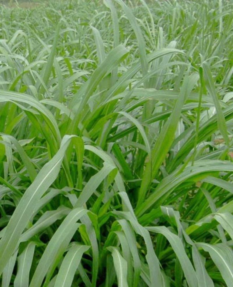 狼尾草种子多年生牧草耐旱耐湿营养丰富猪牛羊鸡鸭鹅鱼饲料草
