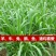 狼尾草种子多年生牧草耐旱耐湿营养丰富猪牛羊鸡鸭鹅鱼饲料草