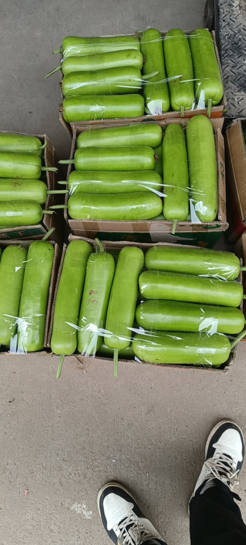 精品短蒲，瓠瓜大量有货，货源充足，地头的价格，诚信合作。