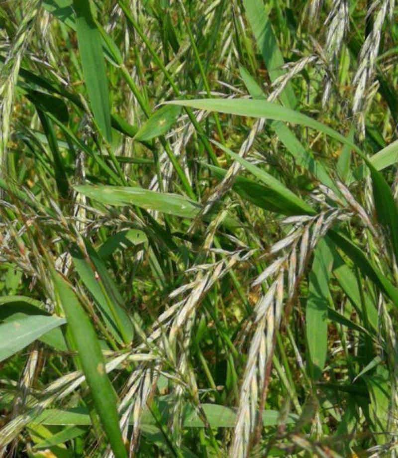 披碱草种子四季庭院护坡固土观叶冬季家畜牧草种籽