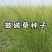 披碱草种子四季庭院护坡固土观叶冬季家畜牧草种籽