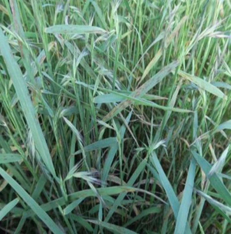 披碱草种子四季庭院护坡固土观叶冬季家畜牧草种籽