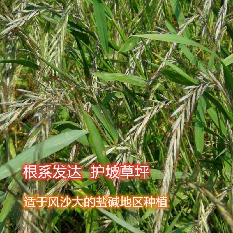 披碱草种子四季庭院护坡固土观叶冬季家畜牧草种籽