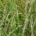 披碱草种子四季庭院护坡固土观叶冬季家畜牧草种籽