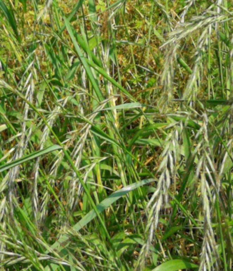 披碱草种子四季庭院护坡固土观叶冬季家畜牧草种籽