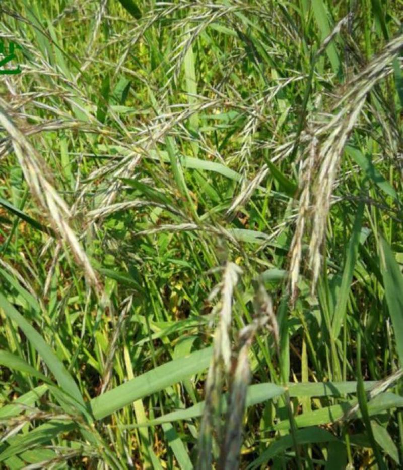 披碱草种子四季庭院护坡固土观叶冬季家畜牧草种籽