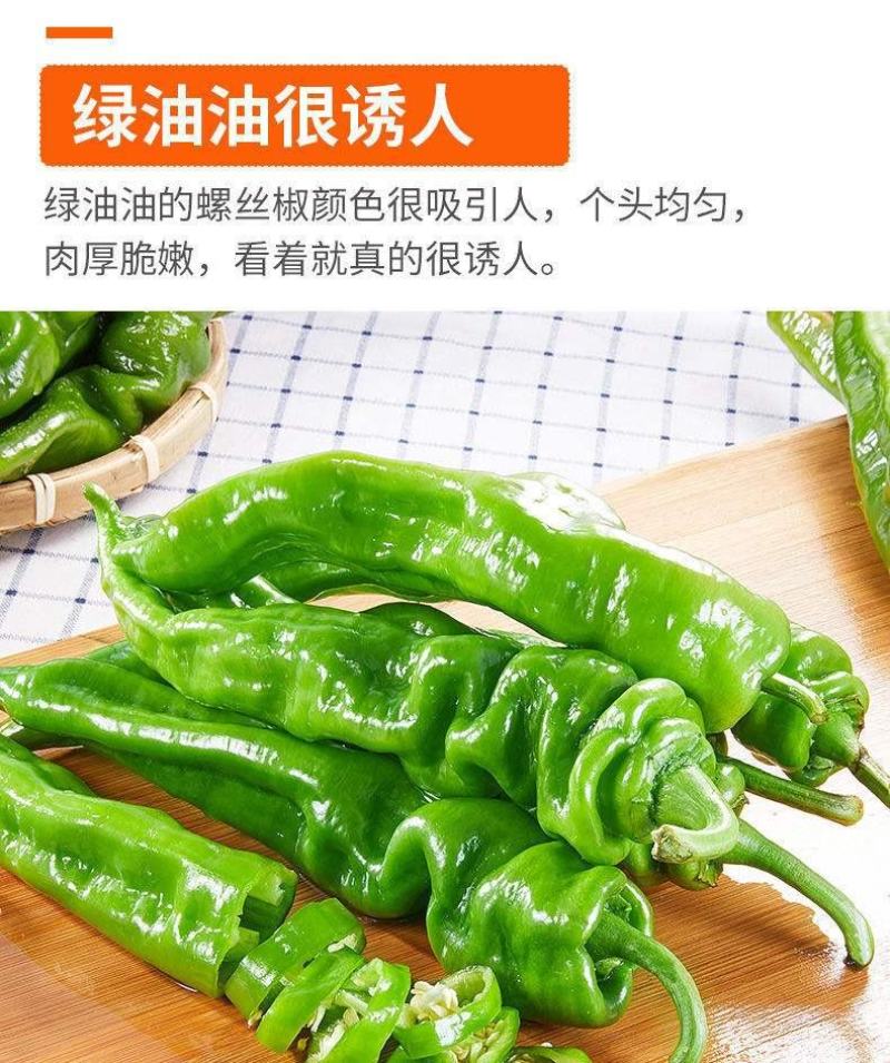 新鲜螺丝螺丝辣椒产地直发无任何中间商支持电商老板合作！