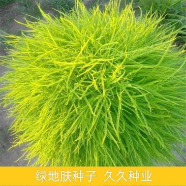 绿地肤种子红叶绿叶地肤草种子四季易活庭院公园花草种籽