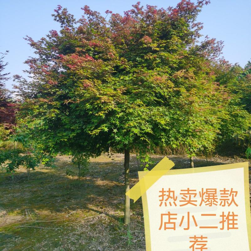 精品中国红枫，日本红枫红舞姬，三季红枫5年冠以上枫树
