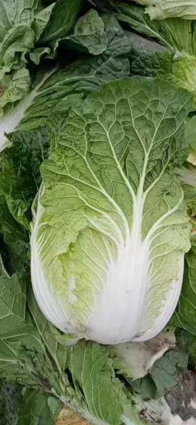大白菜上市中，精品黄心大白菜，