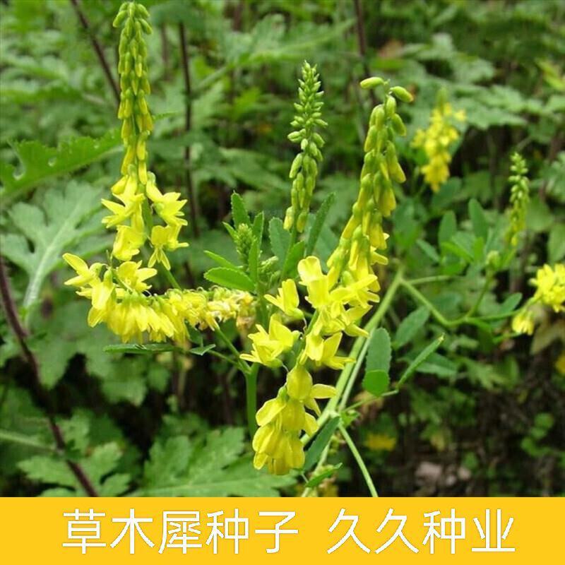 草木樨种子草木犀蜜源植物黄花草牧草型绿肥耐寒耐贫瘠草籽